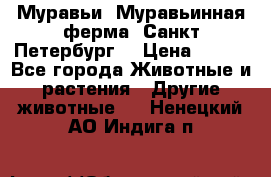 Муравьи, Муравьинная ферма. Санкт-Петербург. › Цена ­ 550 - Все города Животные и растения » Другие животные   . Ненецкий АО,Индига п.